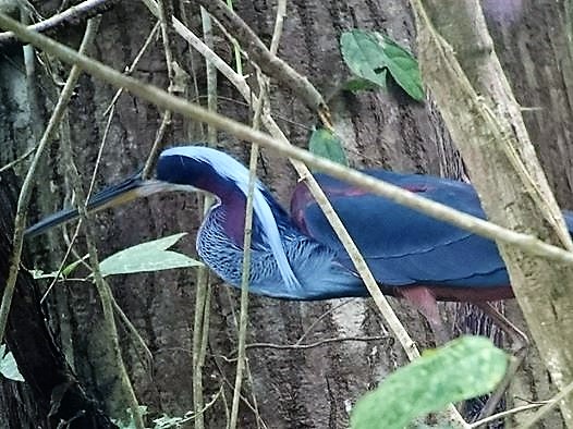 Agami Heron @ Nando Quiroz